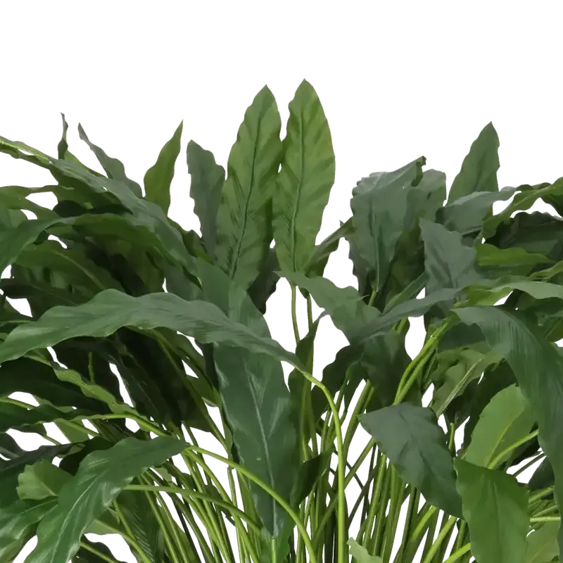 Closeup af Kunstig calathea H: 88 cm.