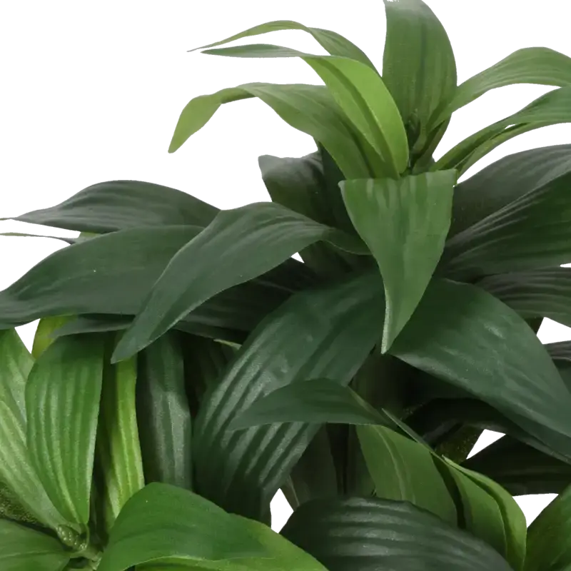 Closeup af Kunstig dracaena fragrans H: 35 cm.
