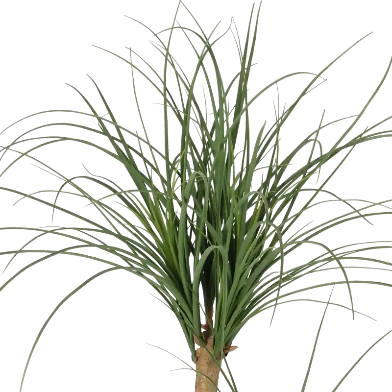 Closeup af Kunstig Nolina palme - H: 68 cm.