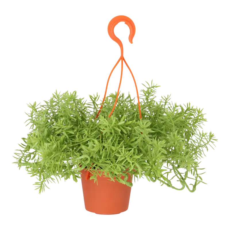 Kunstig senecio D: 40 cm.