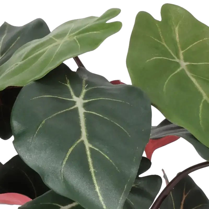 Closeup af Kunstig syngonium plante H: 34 cm.