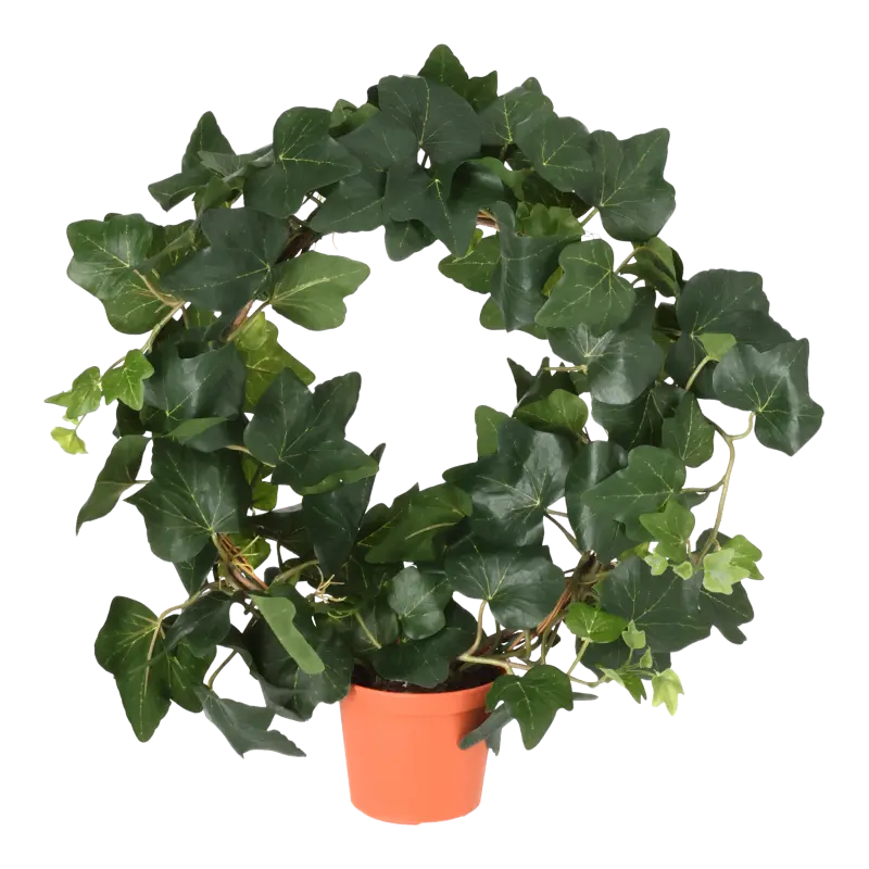 Kunstig efeu på ring - H: 40 cm.