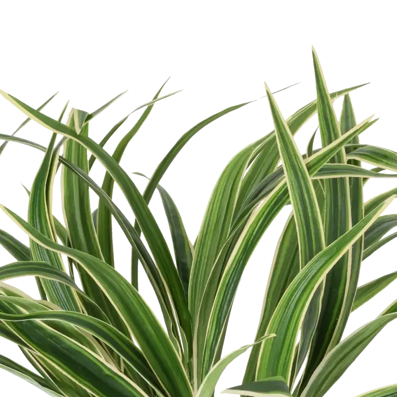 Closeup af Kunstig Chlorophytum H: 34 cm.