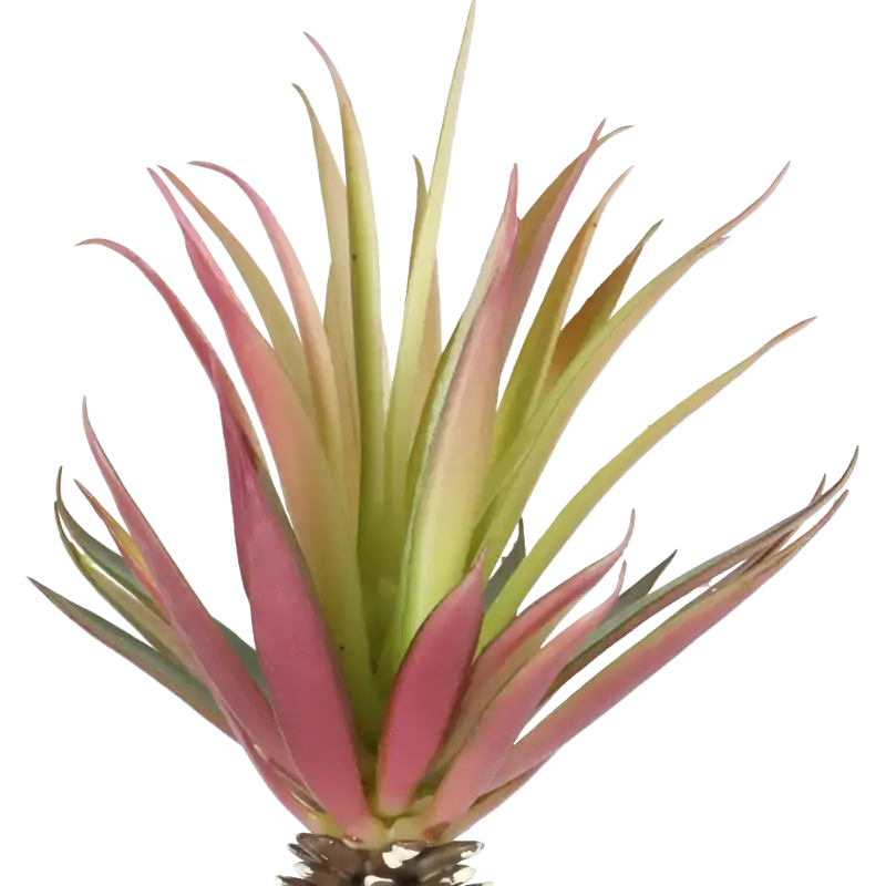 Closeup af Kunstig agave - H: 25 cm.