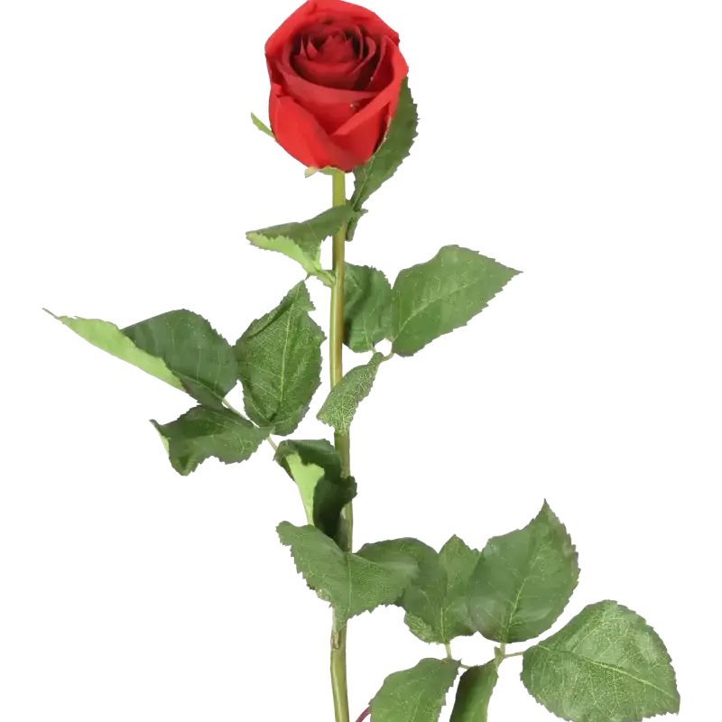 Closeup af Kunstig rød Rose stilk - L: 75 cm.