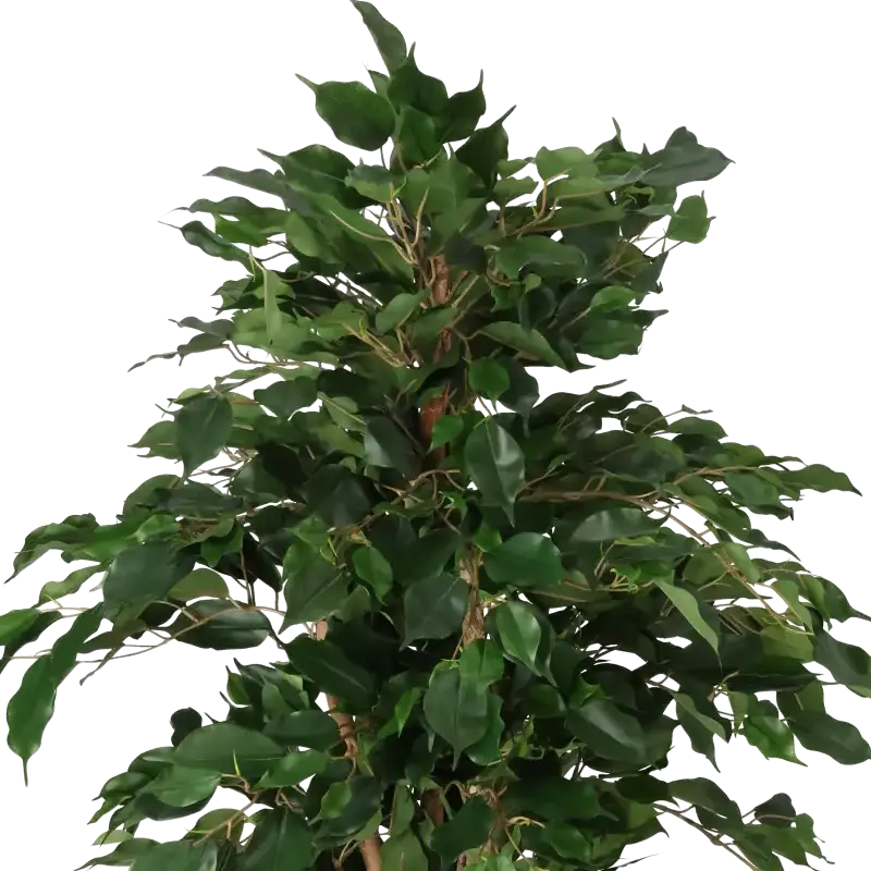 Closeup af Kunstig ficus træ H 130 cm.