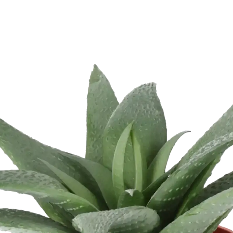 Closeup af Kunstig Kaktus Aloe Vera H: 11 cm.