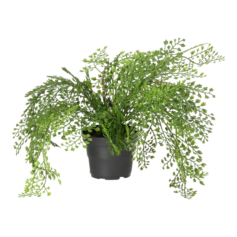 Kunstig adiantum i potte - H: 30 cm.