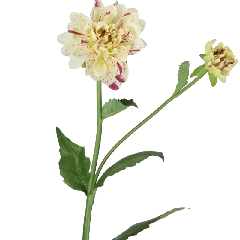 Closeup af Kunstig hvid/lilla Dahlia stilk - L: 65 cm.