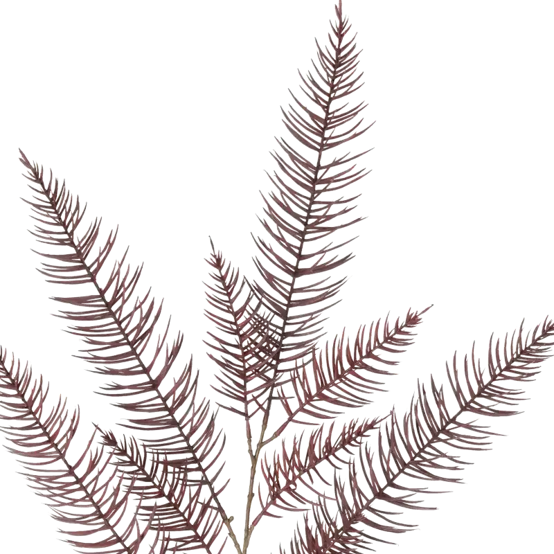 Closeup af Kunstig vinrød Asparagus gren L 120 cm.