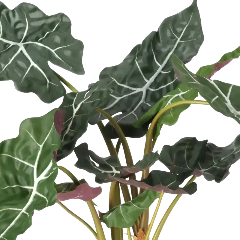 Closeup af Kunstig alocasia - H: 60 cm.