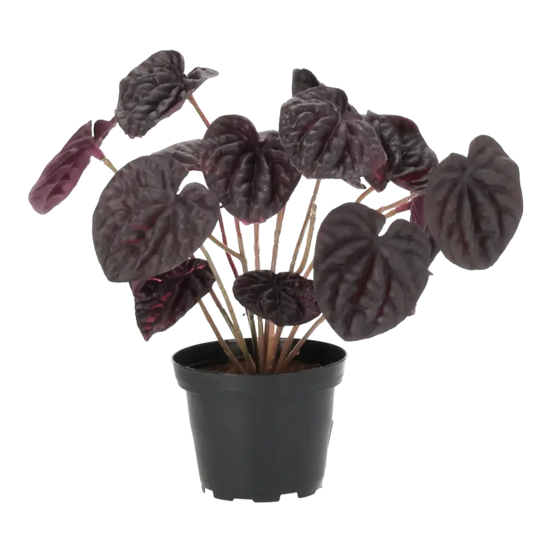 Kunstig peperomia i potte vinrød - H: 20 cm.