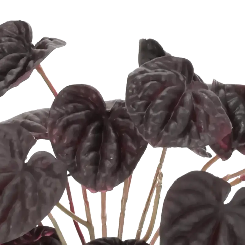 Closeup af Kunstig peperomia i potte vinrød H: 20 cm.