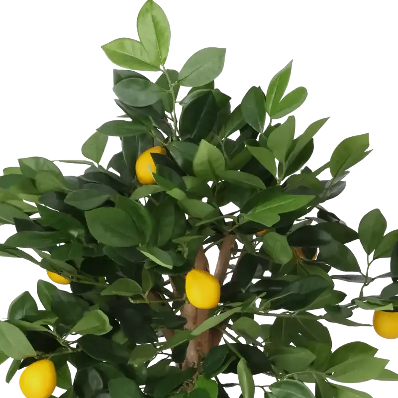 Closeup af Kunstigt citron træ H: 70 cm.
