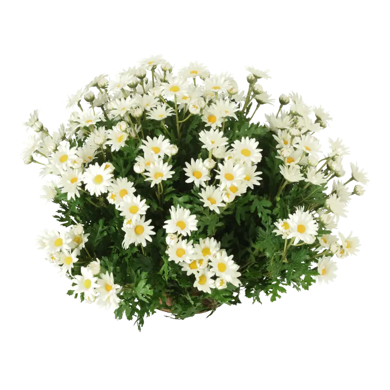 Kunstig marguerit halvkugle D: 60 cm.