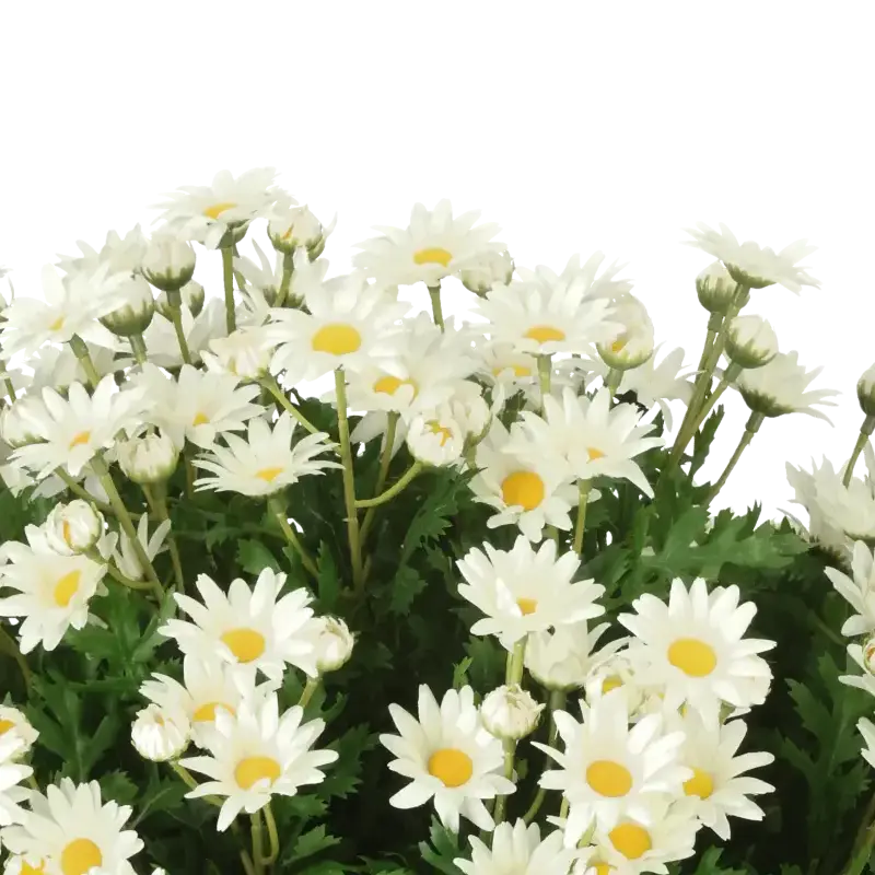 Closeup af Kunstig marguerit halvkugle D: 60 cm.
