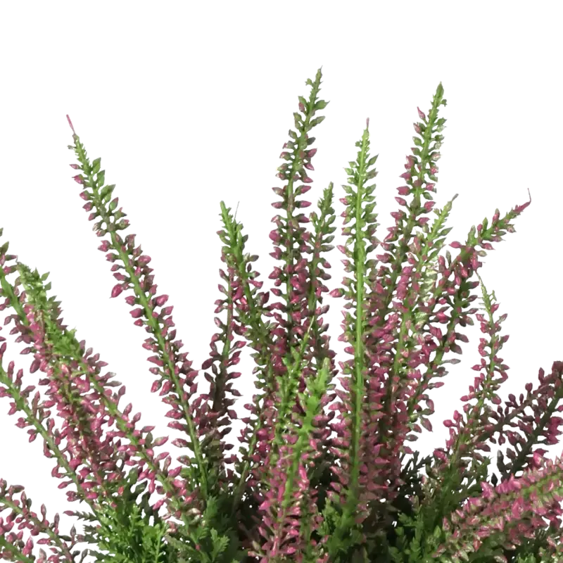 Closeup af Kunstig lyngplante lilla H: 25 cm.
