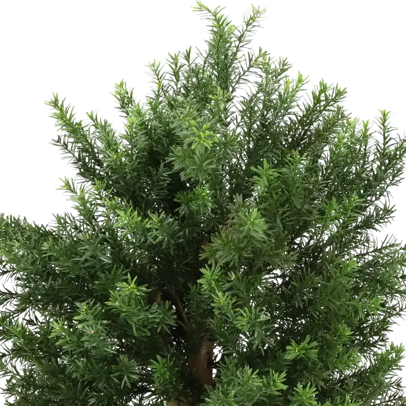 Closeup af Kunstig taxus H: 100 cm.