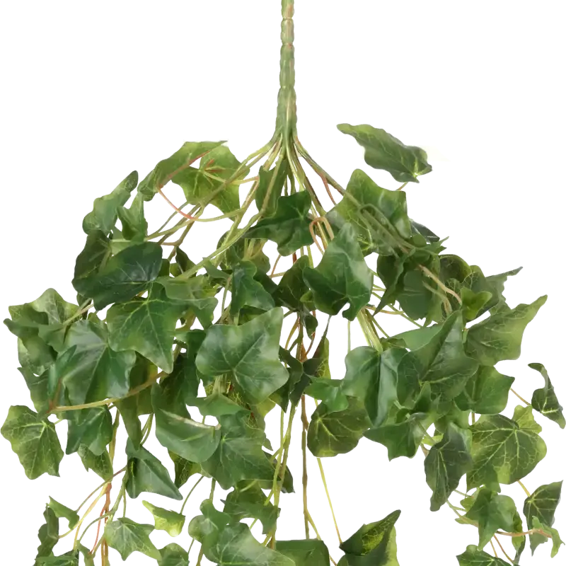 Closeup af Kunstig efeu hængeplante - L: 70 cm.