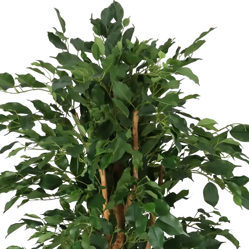 Closeup af Kunstig ficus benjamina grøn H: 140 cm.