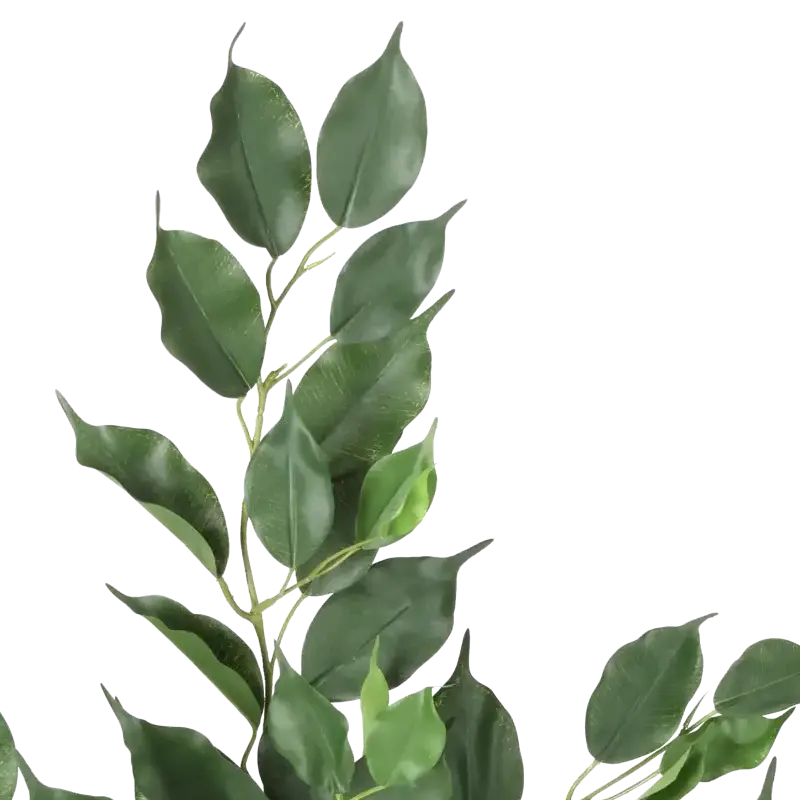 Closeup af Kunstig ficus exotica gren FR.