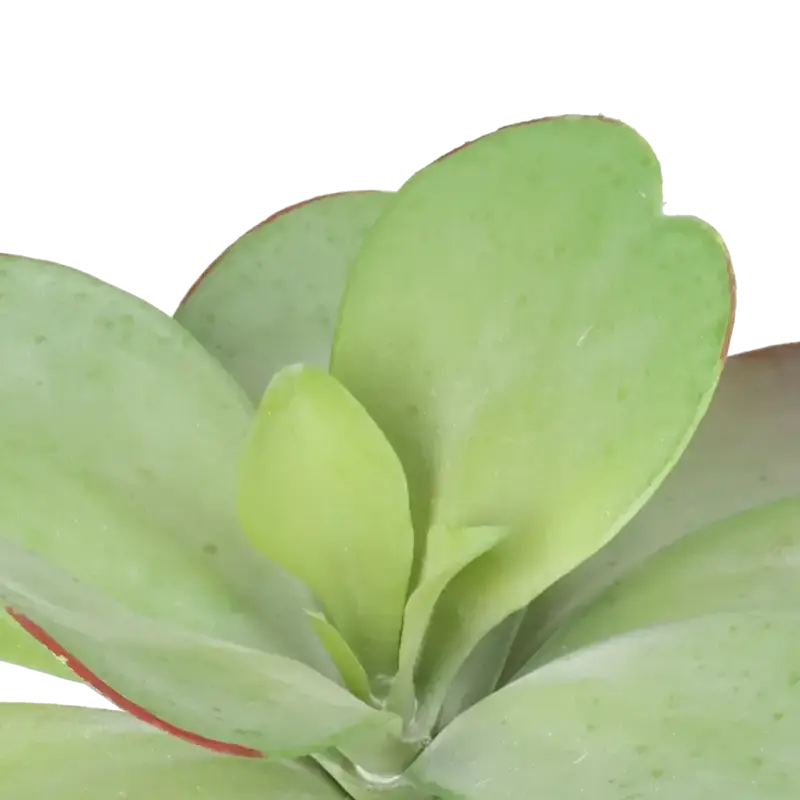 Closeup af Kunstig succulent stilk L: 18 cm.