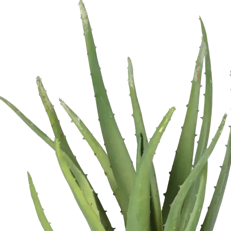 Closeup af Kunstig Aloe grøn H: 30 cm.