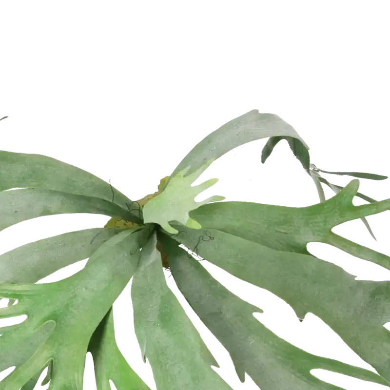Closeup af Kunstig staghorn hængeplante L: 80 cm.