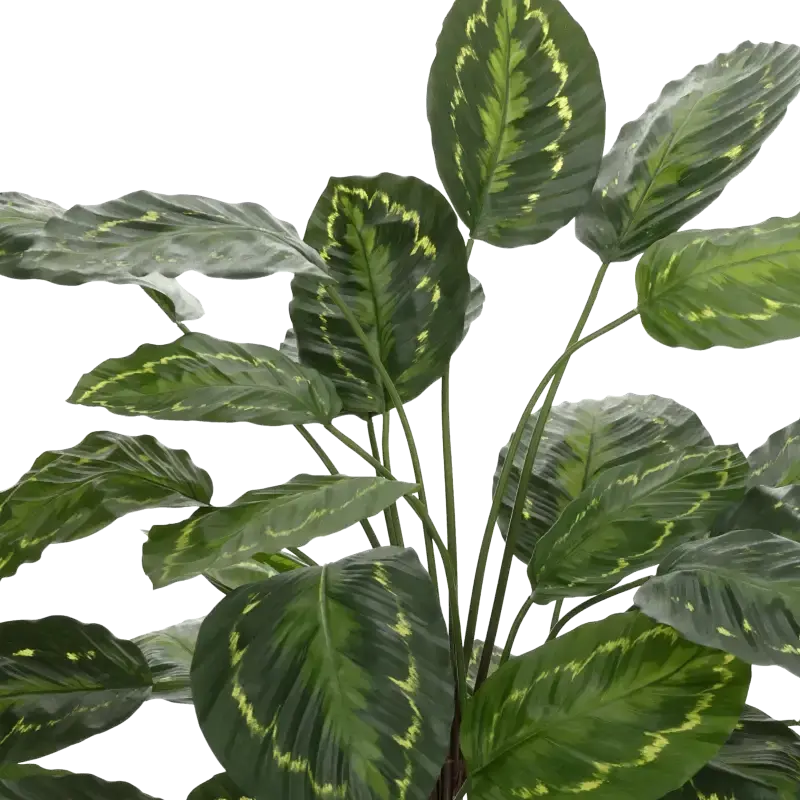 Closeup af Kunstig Calathea - H: 95 cm.