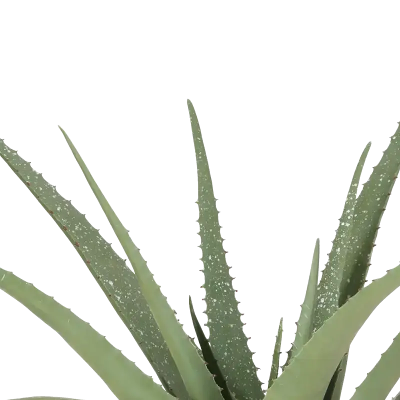 Closeup af Kunstig aloe plante H: 62 cm.