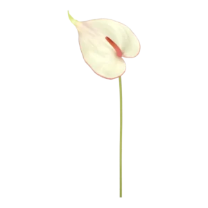 Kunstig anthurium creme/rød - L: 68 cm.