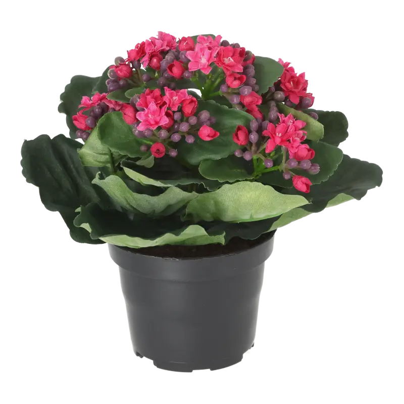 Kunstig Kalanchoe cerise - H: 20 cm.