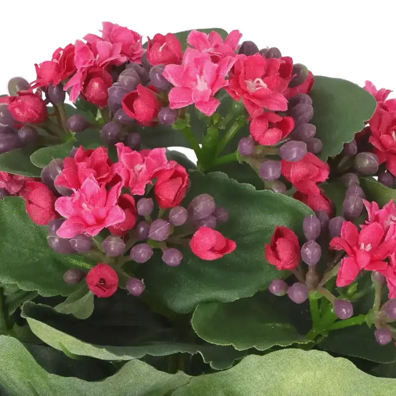 Closeup af Kunstig Kalanchoe cerise H: 20 cm.