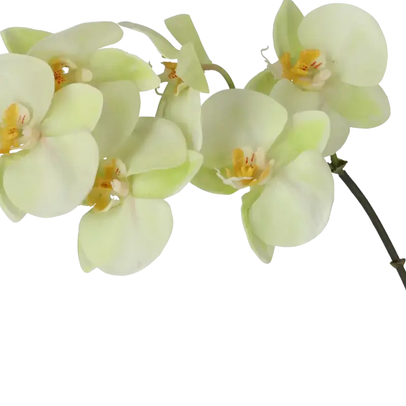 Closeup af Kunstig orkide lime H: 55 cm.