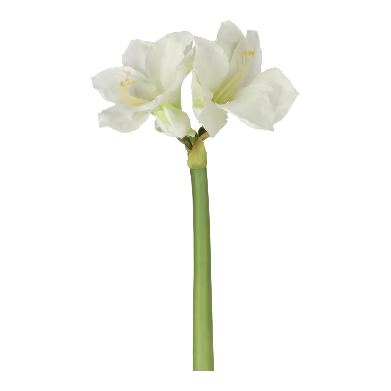 Kunstig amaryllis hvid/grøn - L: 70 cm.