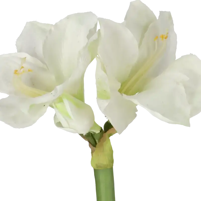 Closeup af Kunstig amaryllis hvid/grøn L: 70 cm.