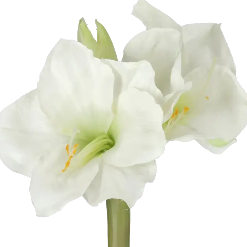 Closeup af Kunstig Amaryllis hvid L: 50 cm.