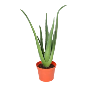Kunstig aloeplante - H: 40 cm.