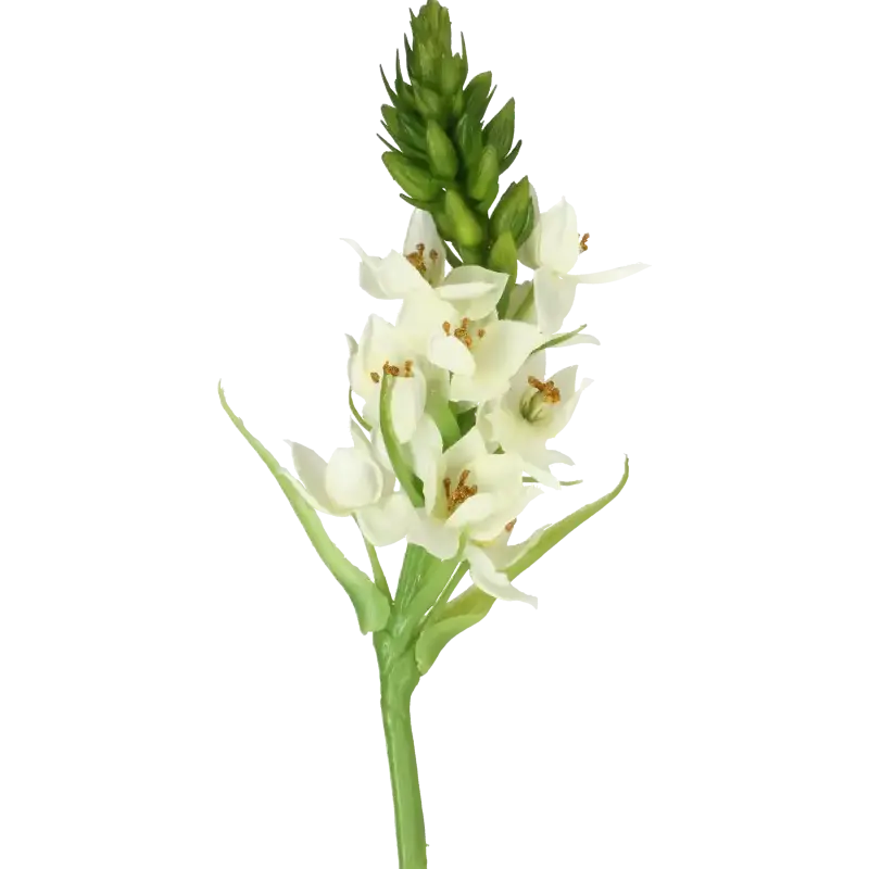 Closeup af Kunstig Star of Bethlehem L: 60 cm.