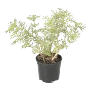 Kunstig artemeza - H: 20 cm.