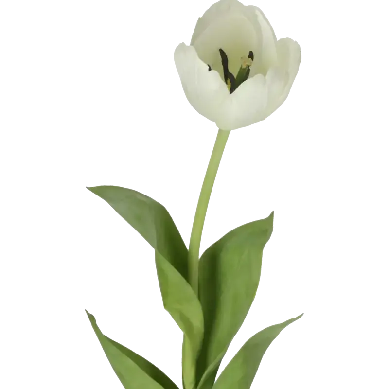 Closeup af Kunstig tulipan hvid L: 68 cm.