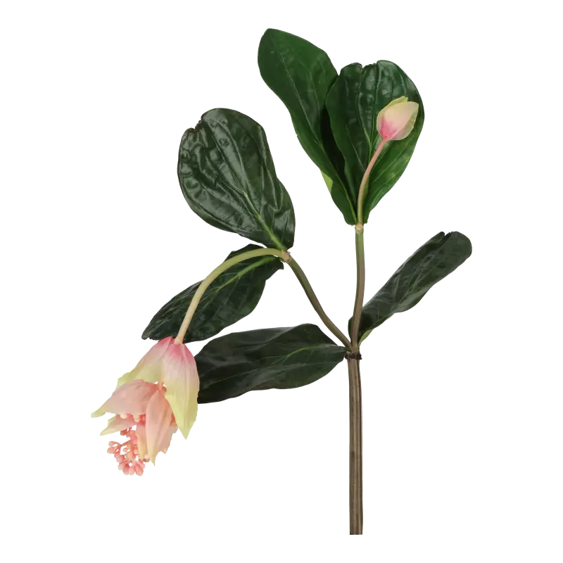 Kunstig medinilla magnifica stilk L: 80 cm.
