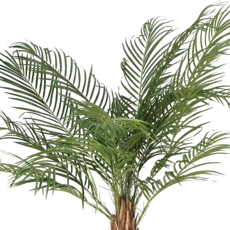 Closeup af Kunstig Phöenix Palme H: 150 cm.