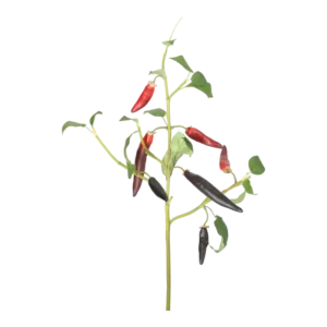 Kunstig chili stilk - L: 50 cm.
