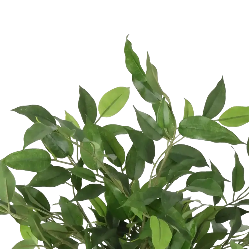 Closeup af Kunstig grøn Ficus natasja H: 31 cm.