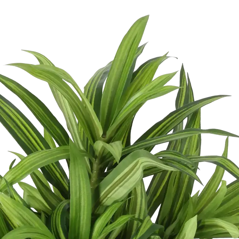 Closeup af Kunstig dracena plante H: 34 cm.
