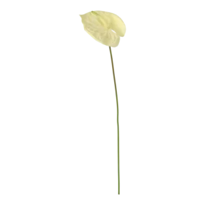 Kunstig anthurium cream - L: 67 cm.