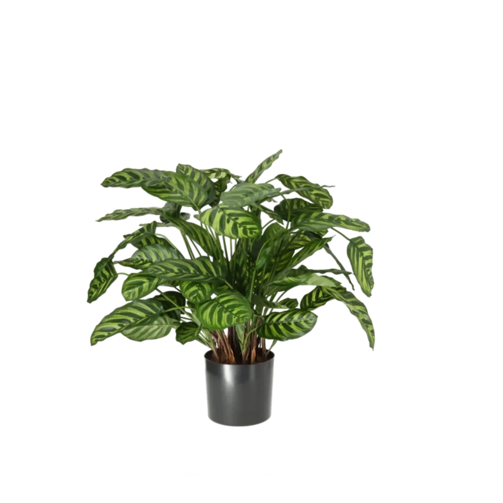 Kunstig Calathea H: 65 cm.