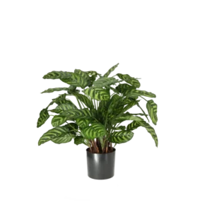 Kunstig Calathea H: 65 cm.