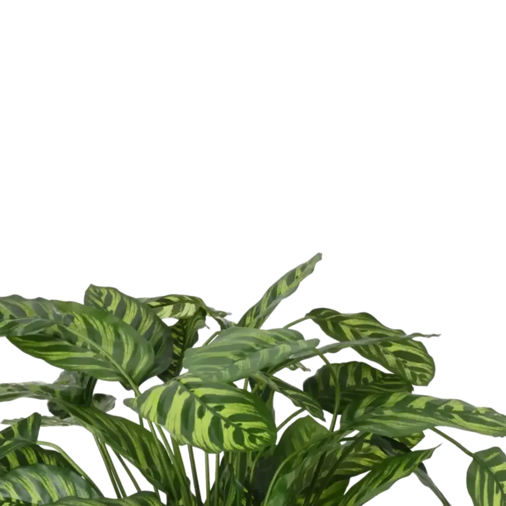Closeup af Kunstig Calathea H: 65 cm.